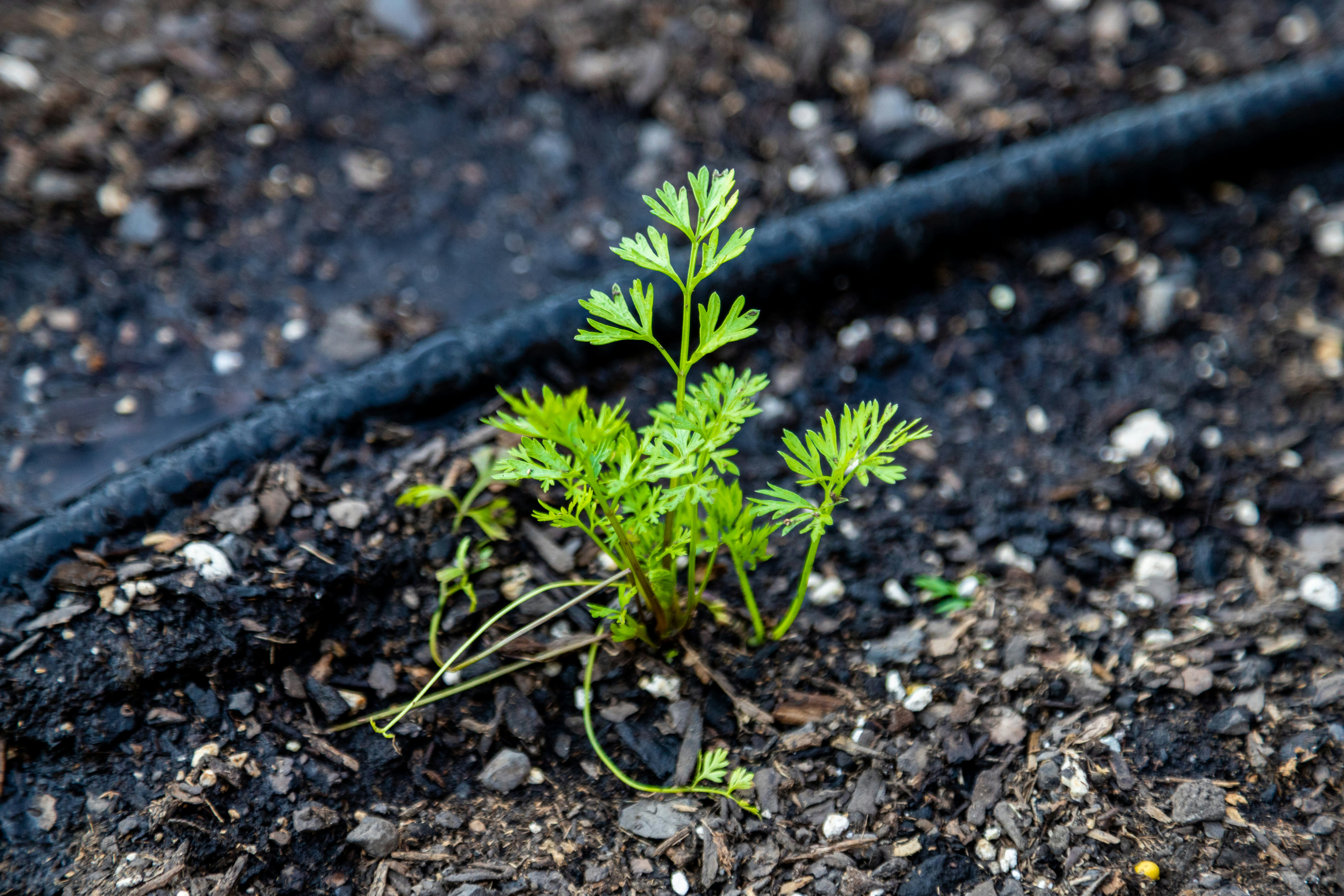 Irrigation Systems