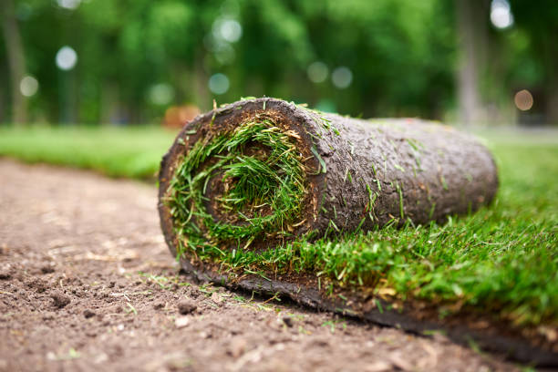 Sod Installation