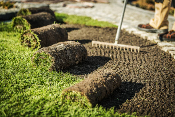 Sod Installation