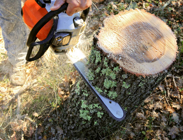 Tree Trimming
